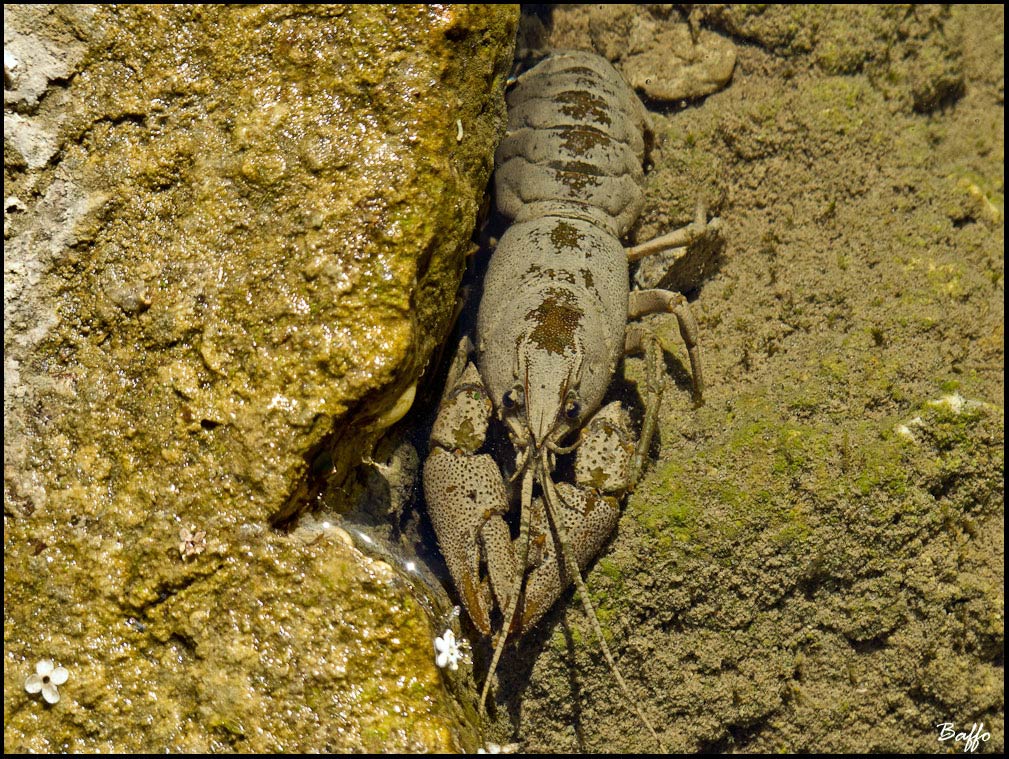 Gambero di fiume.